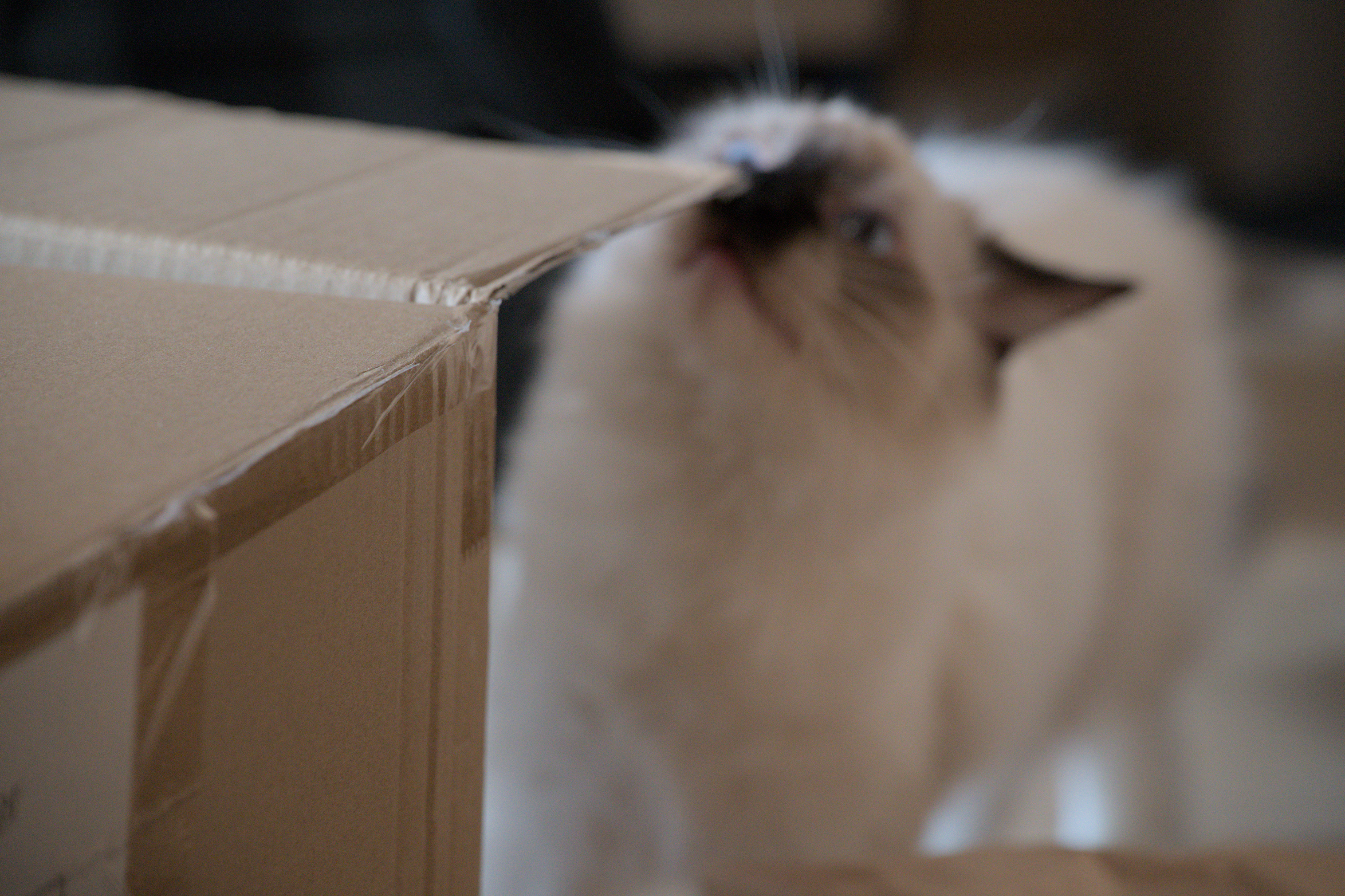 2025/10/12 - cats/DSC_0036.jpg